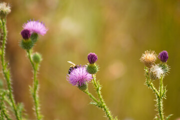 Closeup of spiny plumeless thistle flower with bee pollinating and green blurred background