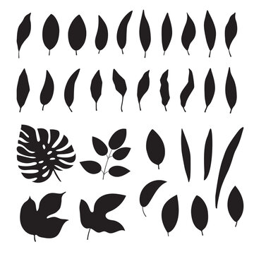 Hand Drawn Black Leaves On White Background