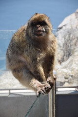 Sitting Monkey. Rock of Gibraltar