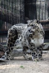 close up portrait of snow leopard standing on sand