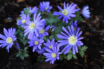 Delikatne, kwitnące wczesną wiosną Anemony greckie (anemone blanda) - odmiana Blue Shades © Lancan