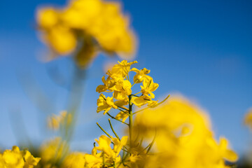 Rapeseed
