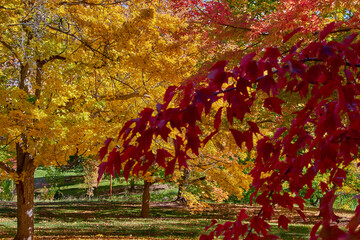 Purposely out of focus red maple leaves against a background of  trees with yellow leaves at the John A. Finch Arboretum in Spokane, Washington.