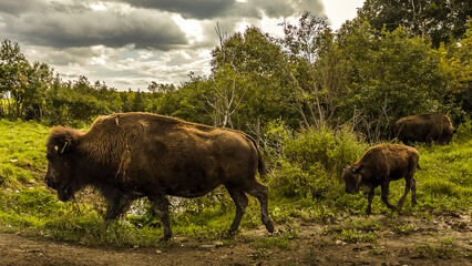 Jeune bison des Bois suivant sa mère