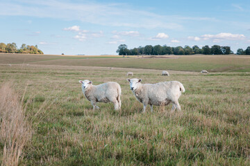 Fototapeta premium Sheep in the grass field, autumn