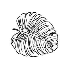 Obraz premium Exotic monstera. Continuous one-line drawing. Handmade summer tropical leaf on white background. Minimalist design. Maranta leaf.