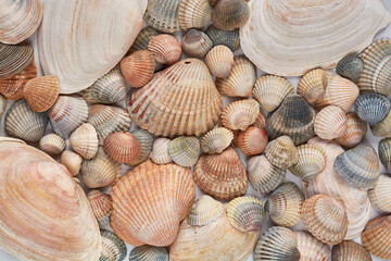 Background image of shells of various sizes and colors.