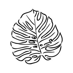 Exotic monstera. Continuous one-line drawing. Handmade summer tropical leaf on white background. Minimalist design. Maranta leaf.