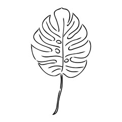 Exotic monstera. Continuous one-line drawing. Handmade summer tropical leaf on white background. Minimalist design. Maranta leaf.