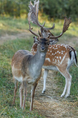 Naklejka na ściany i meble Two European fallow deers (Dama dama) on the meadow