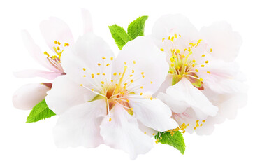 White almond tree flowers with leaves and buds cut out