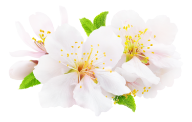 White almond tree flowers with leaves and buds cut out