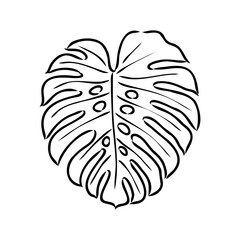 Exotic monstera. Continuous one-line drawing. Handmade summer tropical leaf on white background. Minimalist design. Maranta leaf.
