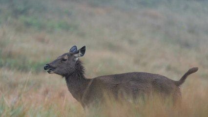 Deer in the grass