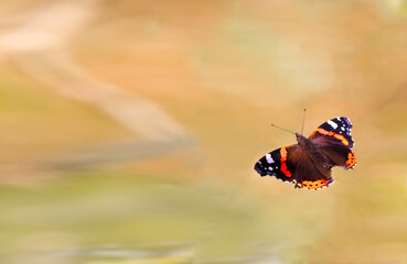 Fototapeta na wymiar Red Admiral Butterfly Vanessa atalanta. Copy space, pattern, wallpaper, banner, cover, mockup, for your design, horizontal. Birthday card, Mother's Day card, invitation.