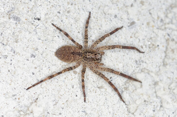 Une grosse araignée sur un mur, la zoropse à pattes épineuses (Zoropsis spinimana)