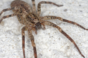 Une grosse araignée sur un mur, la zoropse à pattes épineuses (Zoropsis spinimana)