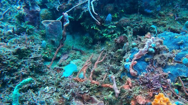 spotted drum fish baby