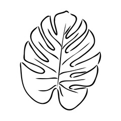 Exotic monstera. Continuous one-line drawing. Handmade summer tropical leaf on white background. Minimalist design. Maranta leaf. © Elala 9161