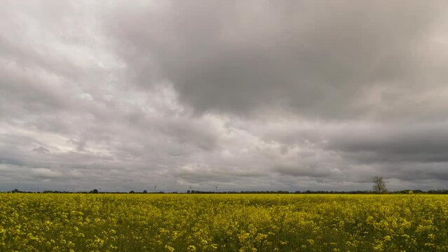 Time lapse shot of a canola filed with several wind turbines in the background on a windy and cloudy day on the island of Fehmarn