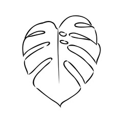 Exotic monstera. Continuous one-line drawing. Handmade summer tropical leaf on white background. Minimalist design. Maranta leaf.