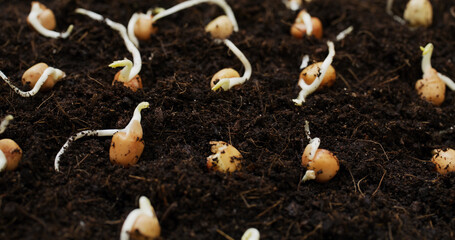 Home garden for planting vegetable at home