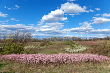 Pink almond trees blooming in spring field, blue sky with fluffy clouds, early spring. Ukraine.