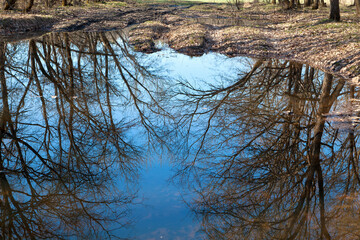 Reflection of trees in the puddle, spring forest, sunny weather. Ukraine.