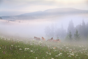 Horses on the meadow with white flowers, dense fog over mountains. Ukraine, Carpathians.