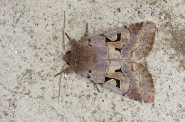 La gothique, un papillon de nuit posé sur un mur