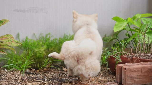 Funny Pomeranian pees on branch in the sunny forest. pet Pees on green lawn. Little white dog peeing in the day in outdoor on my home