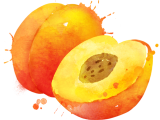 Watercolor hand drawn illustration of Peach with paint splashes