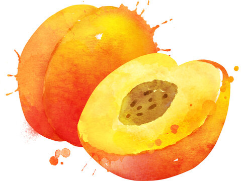 Watercolor hand drawn illustration of Peach with paint splashes