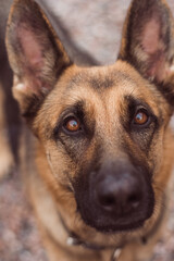 Portrait of a German Shepherd with beautiful and intelligent eyes. German shepherd close up, look up. Smart dog look. Sheepdog with big ears. High quality photo