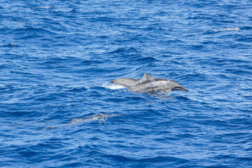 Naklejka premium Dolphins jump out of the sea in Hualien harbor of Taiwan