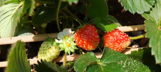 strawberries in the garden