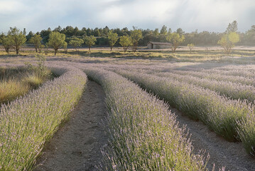 A lavender field in bloom on a sunny day