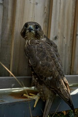 Falcon in the nursery of the nature reserve in Dagestan