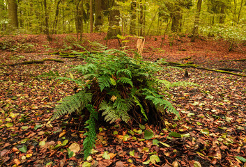 Root with fern in dry swamp autumn landscape. Tranquil czech nature background
