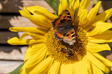 Sunflower with Small Tortoiseshell and a Bumblebee.