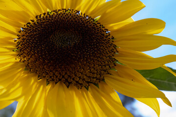 Naklejka premium Sunflower. Helianthus annuus. 