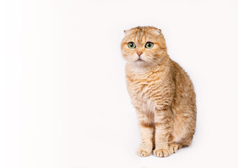 Beautiful adult Scottish cat female straight golden shaded chinchilla with green eyes on white background. A breed of domestic cat .