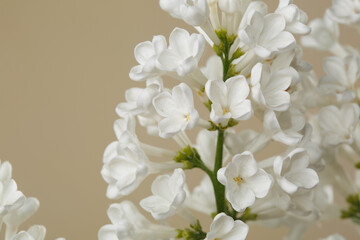 Bunch of lilac white color isolated on beige background.