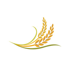 paddy rice premium organic natural product 