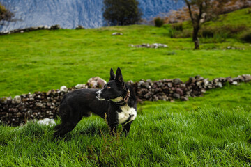 Irlandia fiord pies pasterski mcnab shepherd farma zaganianie owiec - obrazy, fototapety, plakaty