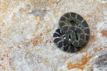 Northern Pacific Rattlesnake coiled atop a rock in the foothills of the Cascade Range ... dark morph color phase useful for species identification