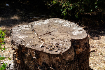 Old cracked dry shabby stump in the city park of Dresden on a summer sunny day.