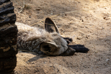 Jackal rests lying on the warm sand on a summer sunny day.