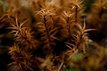 wonderful macro photography of moss branches. Selective focus