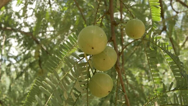 Vitamin C Fruit of indian gooseberry,natural antioxidant fruit, amla